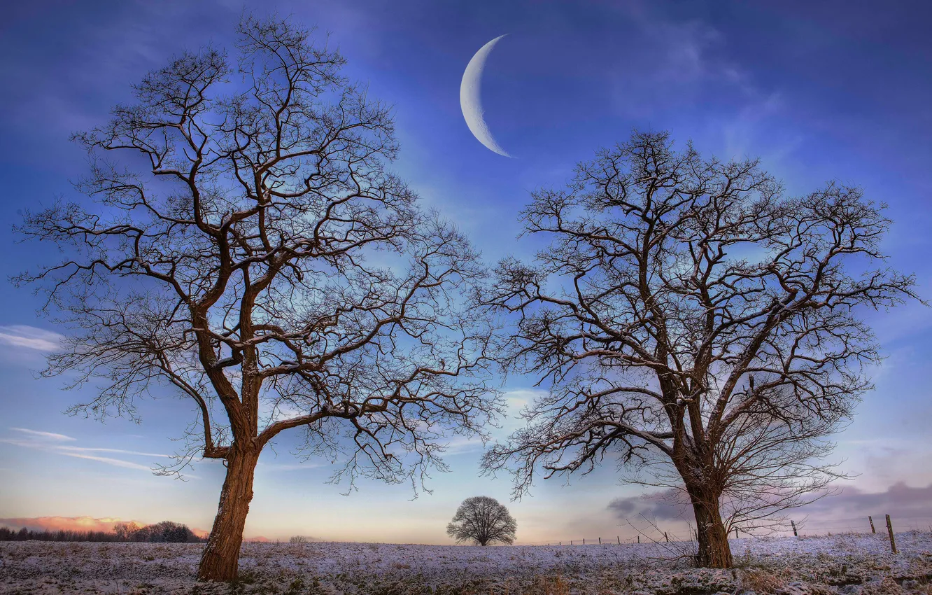 Фото обои поле, небо, деревья, ночь, природа, луна