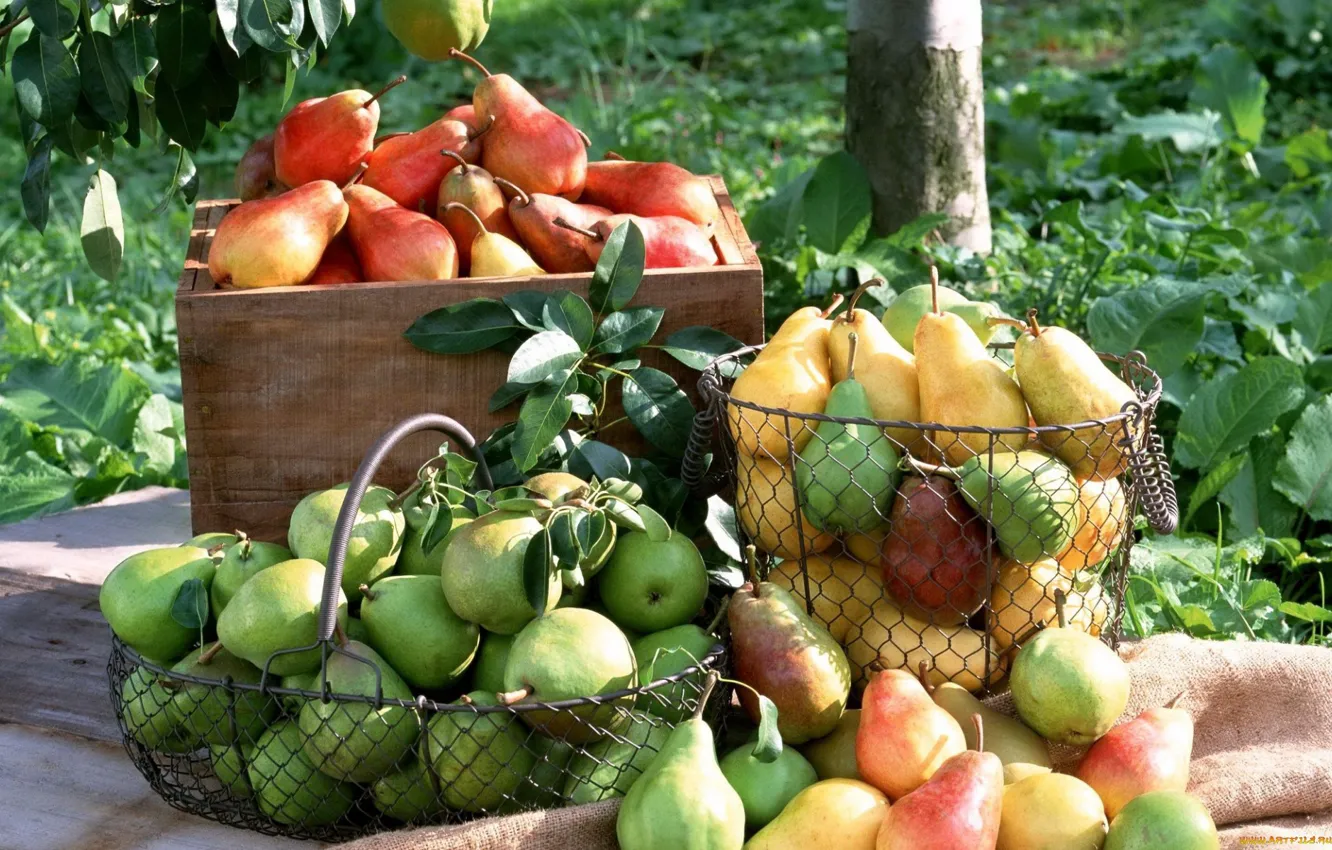 Фото обои урожай, плоды, груши