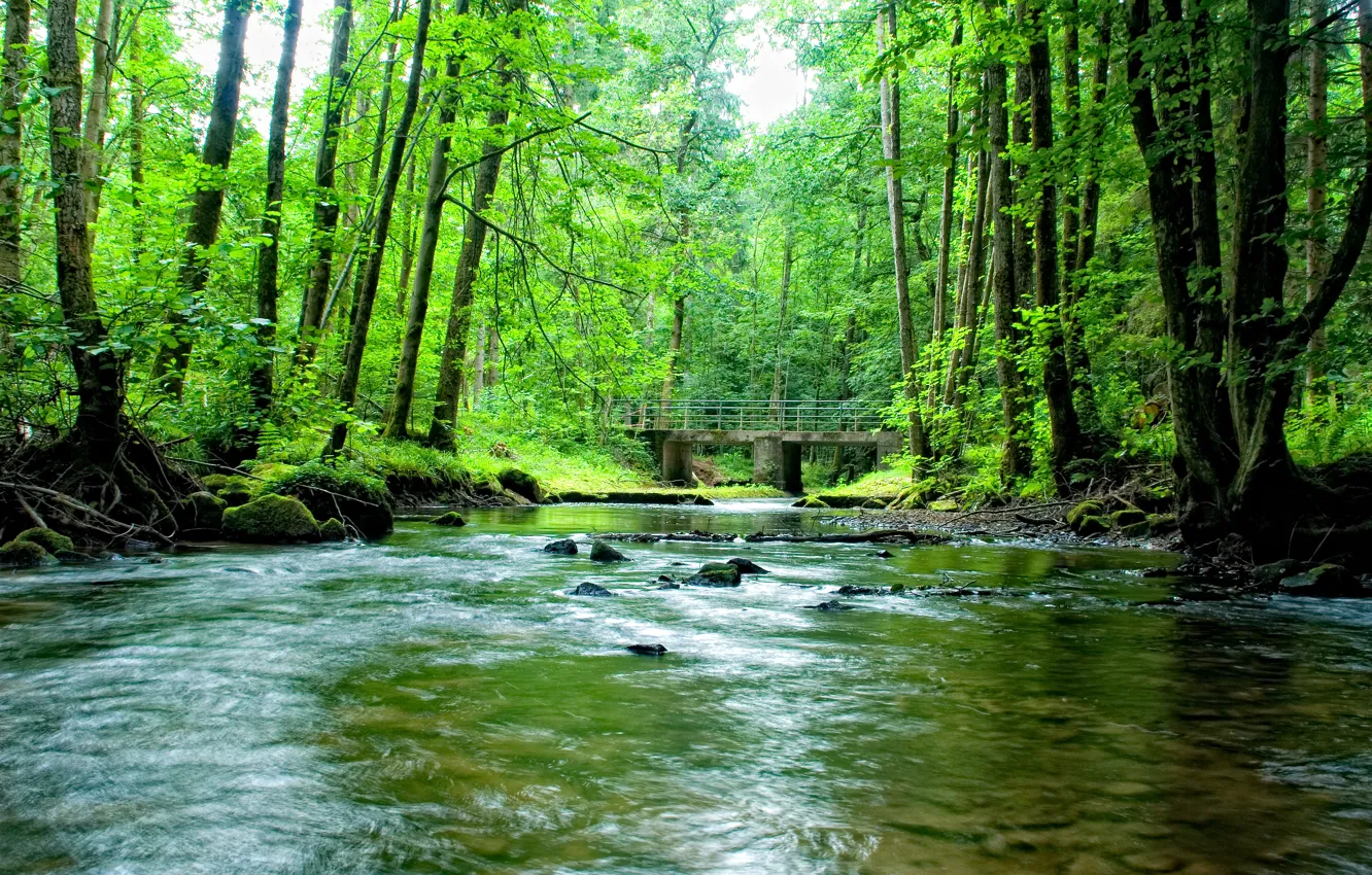 Фото обои зелень, лес, деревья, мост, природа, река