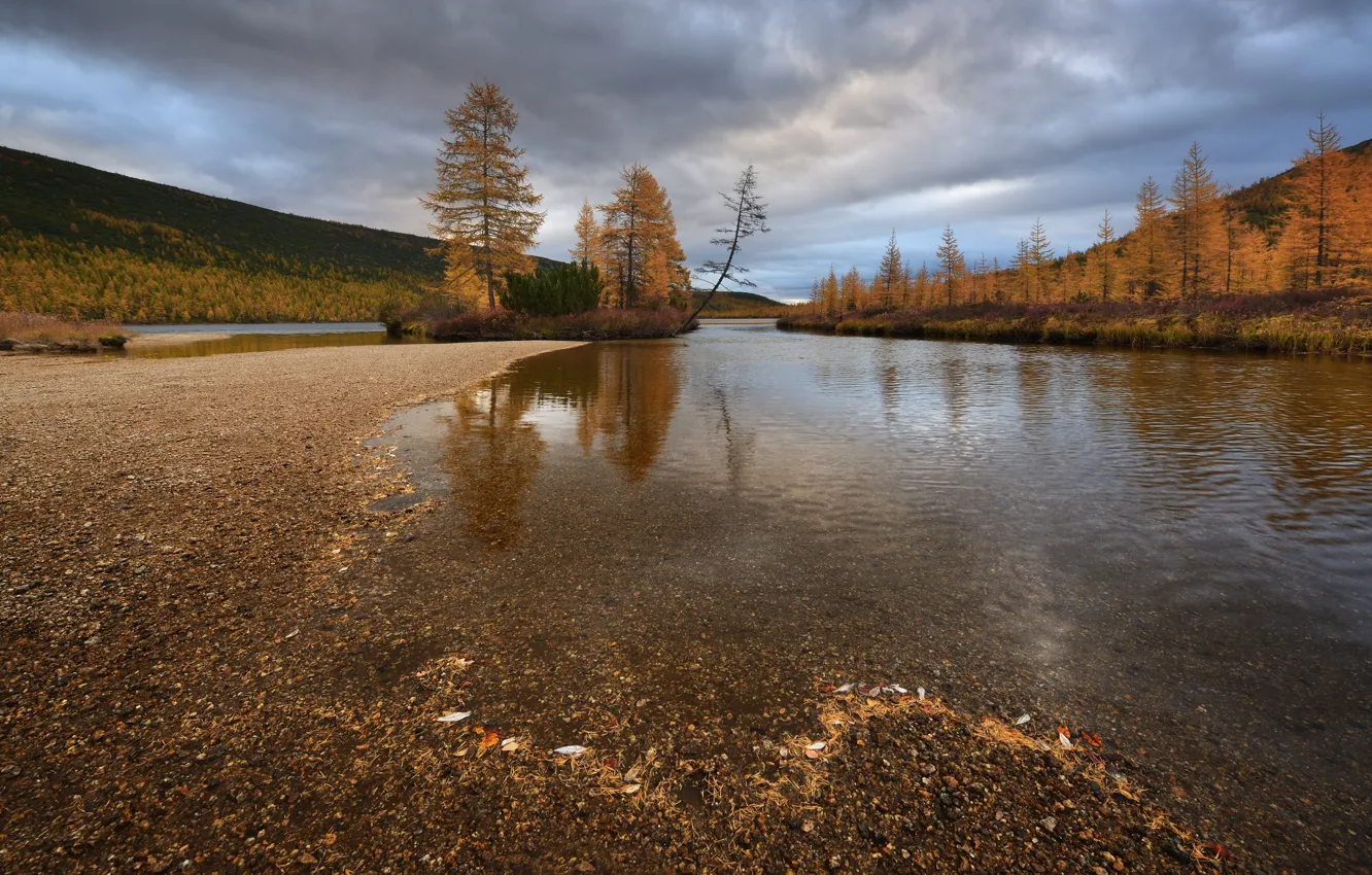 Фото обои осень, деревья, природа, Колыма, ручей Неведомый, Максим Евдокимов