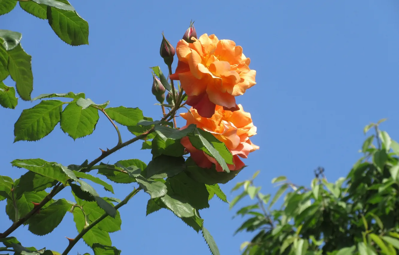 Фото обои небо, листья, розы, Meduzanol ©, лето 2018