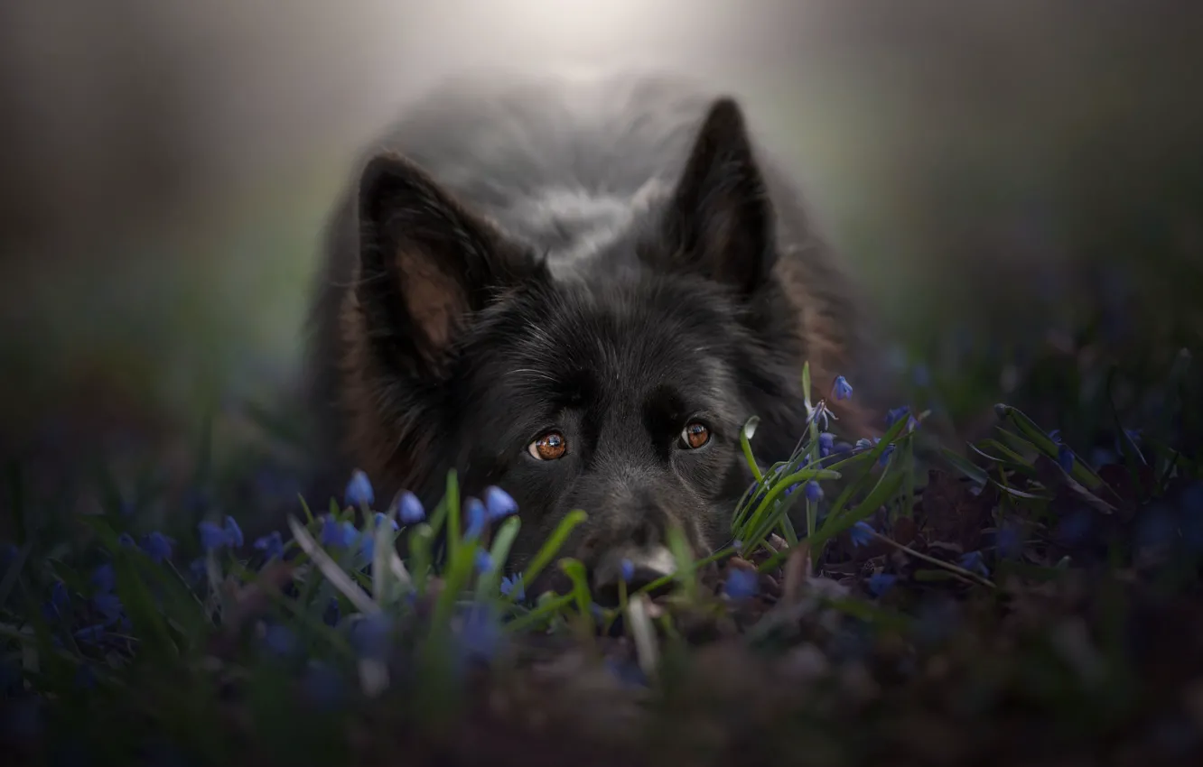 Фото обои взгляд, морда, цветы, собака, уши, Немецкая овчарка
