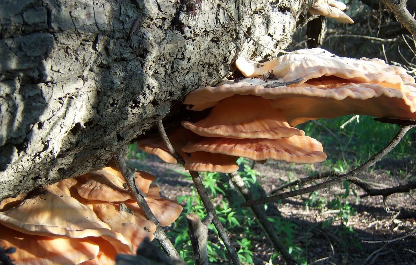 Фото обои грибы, ветка, Meduzanol ©, осень 2010