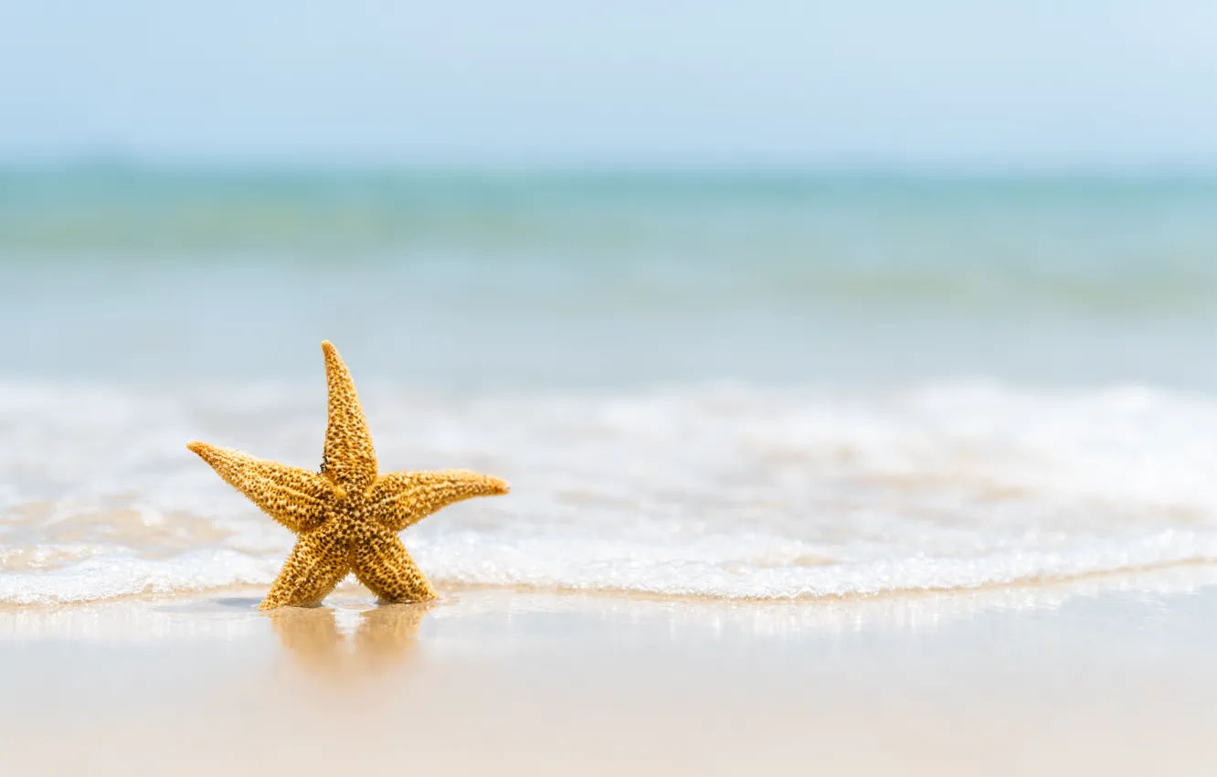 Фото обои песок, море, волны, пляж, лето, берег, звезда, summer