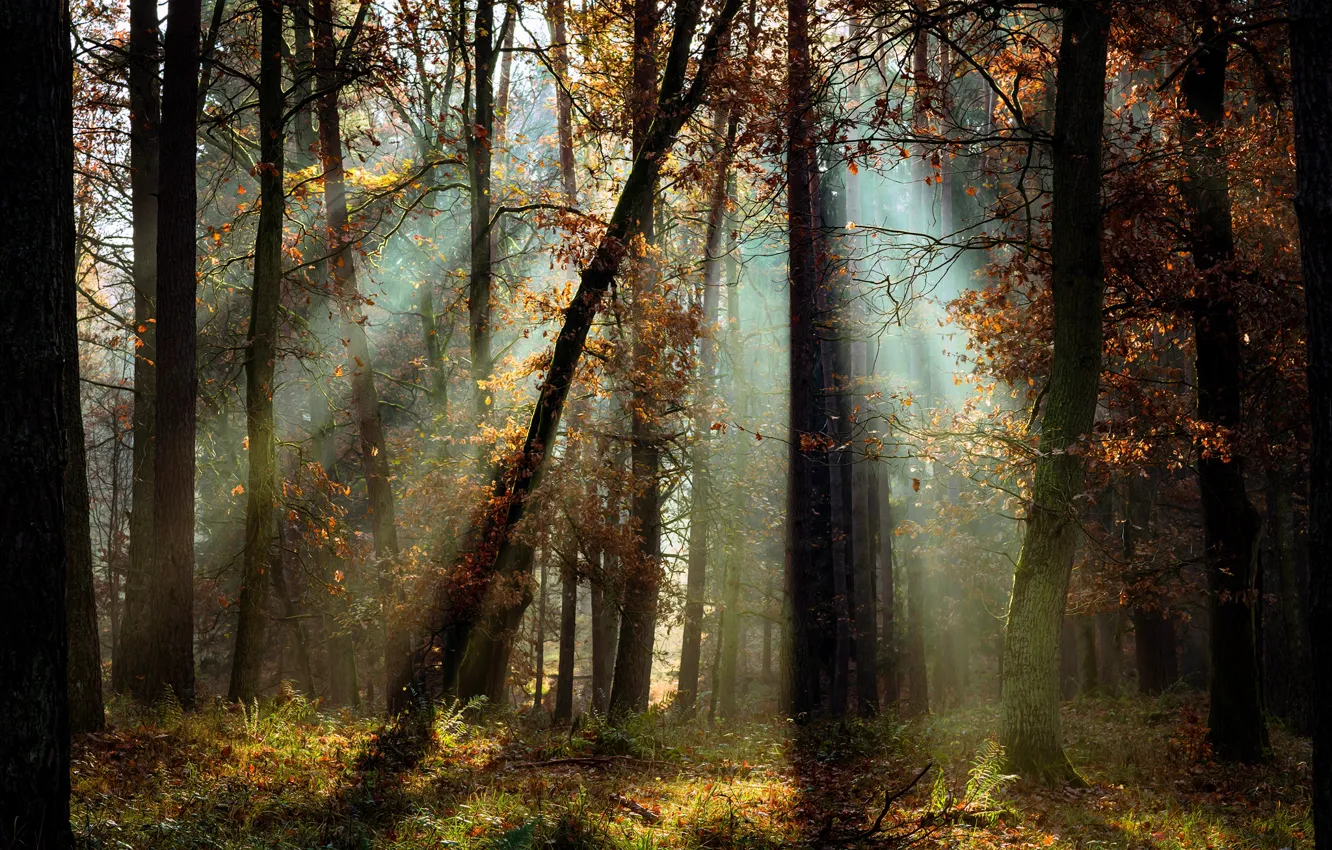 Фото обои осень, лес, свет, деревья, пейзаж, природа, Radoslaw Dranikowski