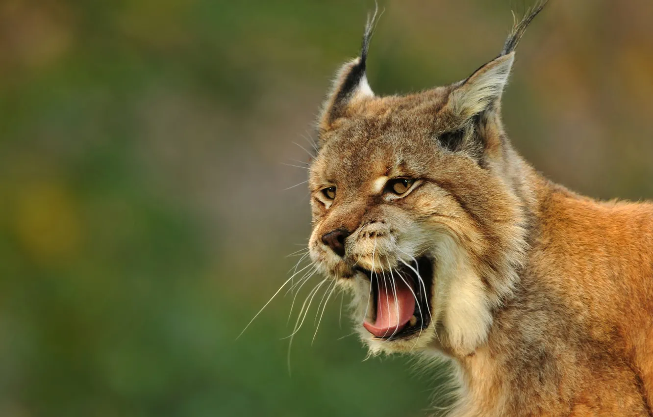 Как рычит рысь. Rabid Bobcat. Рысь с одним зубом. Рысь зевает с котенком. Bobcat Attack.