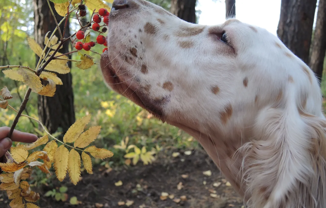 Фото обои осень, собака, щенок, английский сеттер, сеттер