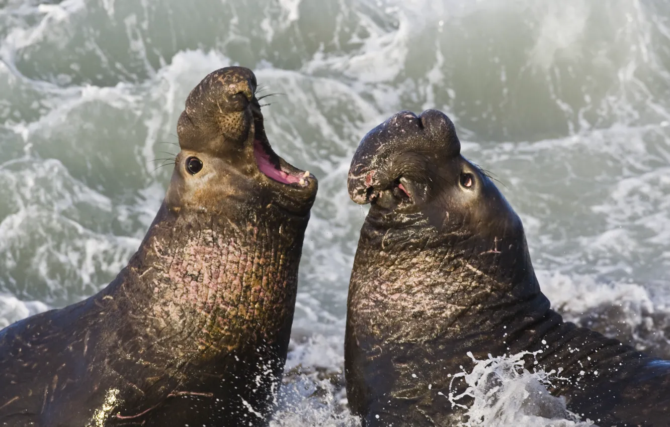 Фото обои волны, побережье, USA, California, San Simeon, Северные морские слоны (Mirounga angustirostris, Northern Elephant Seal), Piedras …
