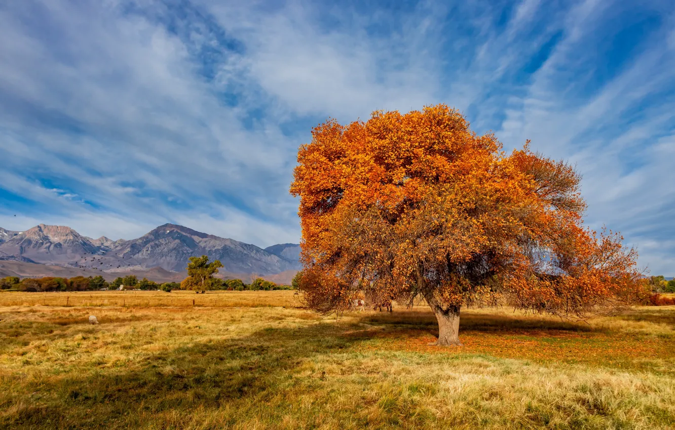 Фото обои осень, United States, California, Sierra Trailer Park