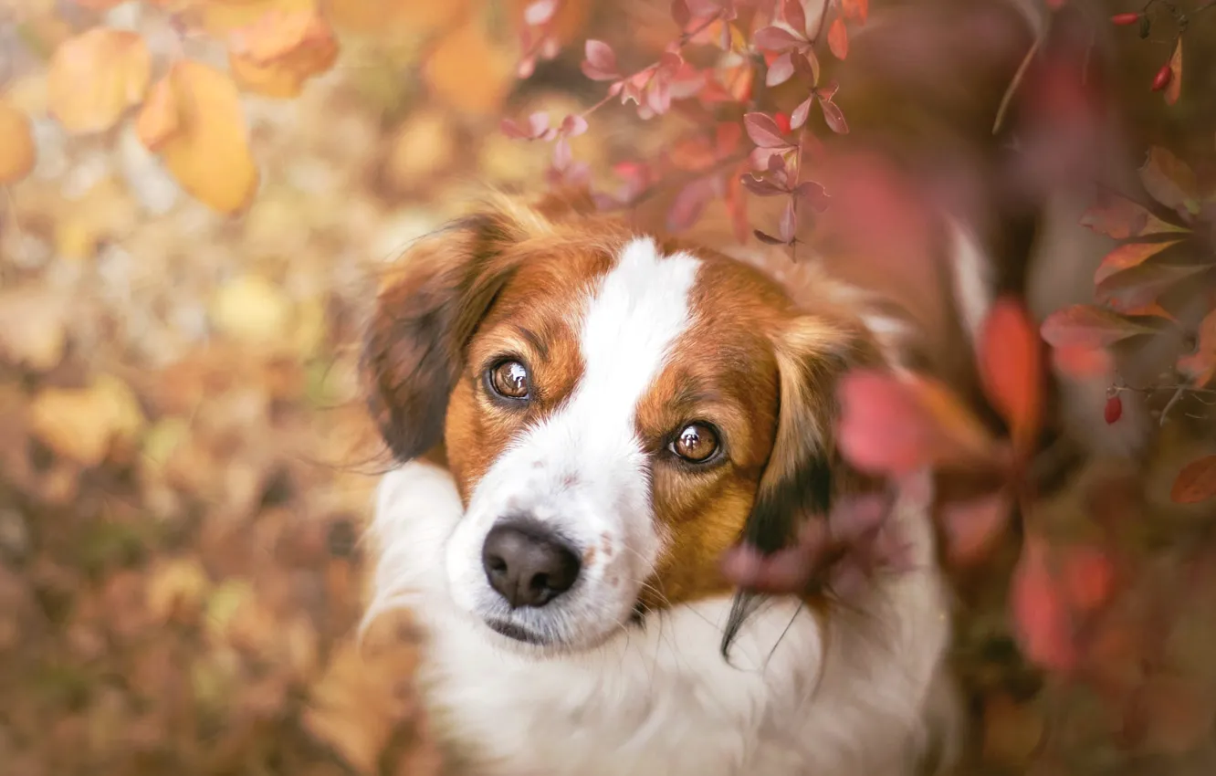 Фото обои осень, взгляд, морда, листья, портрет, собака, коикерхондье