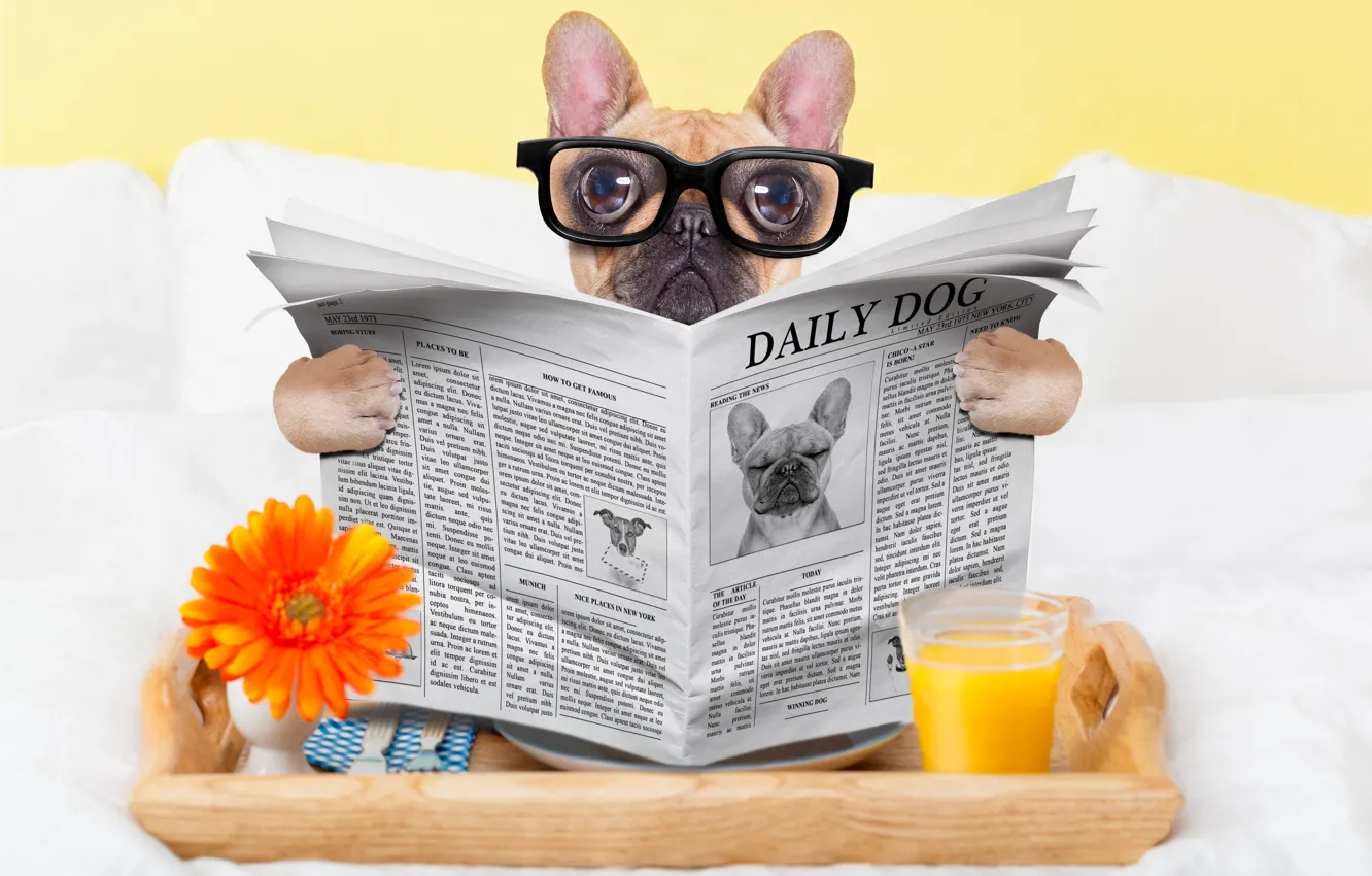 Фото обои стакан, собака, юмор, сок, очки, газета, окуляры
