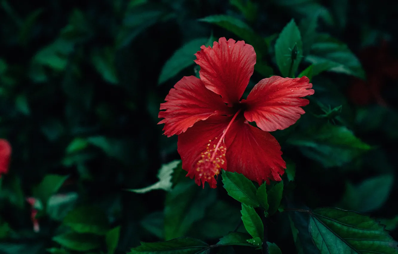 Фото обои цветок, листья, красный, темный фон, гибискус