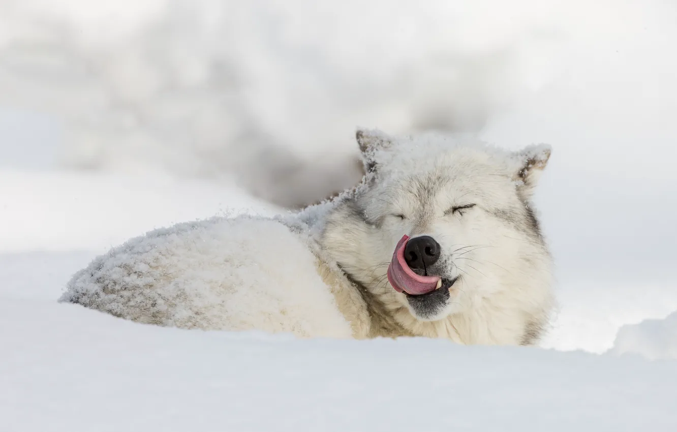 Фото обои зима, язык, снег, волк, полярный