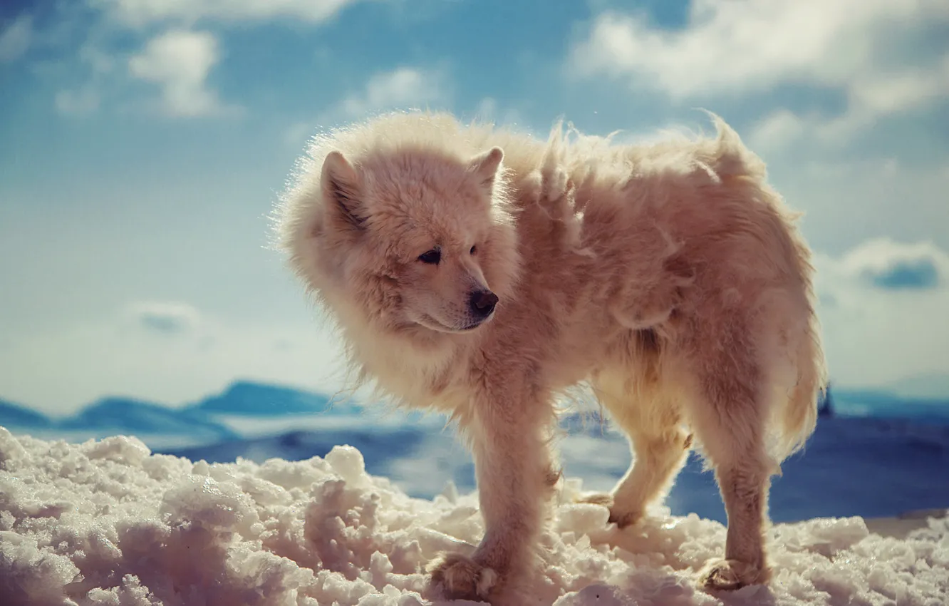Фото обои nature, dog, snow, bokeh, animal, wolf, wild, fur