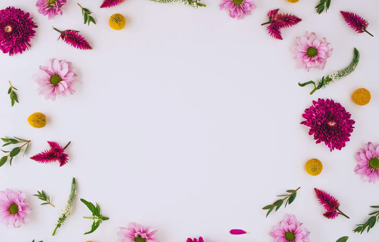 Фото обои цветы, хризантемы, pink, flowers, background, frame, floral