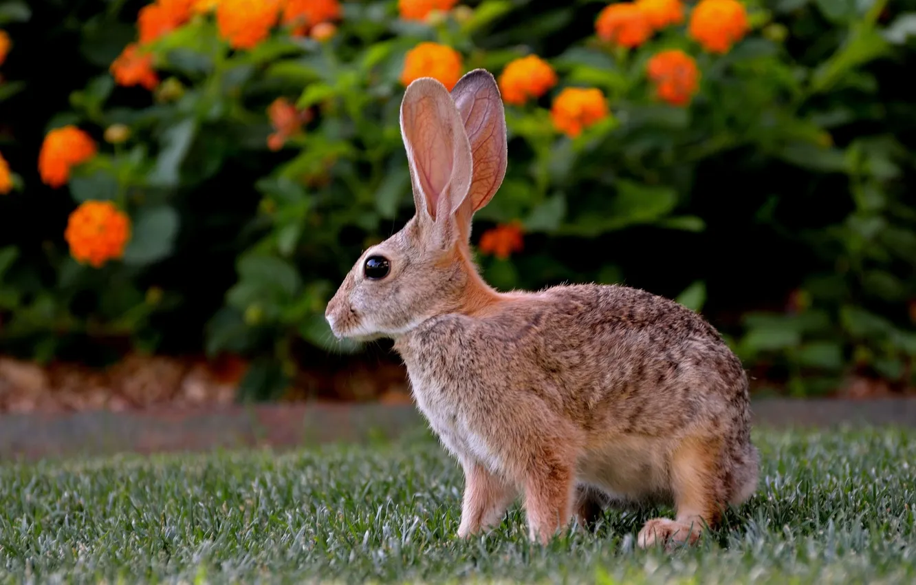 Фото обои цветы, природа, кролик, профиль, оранжевые