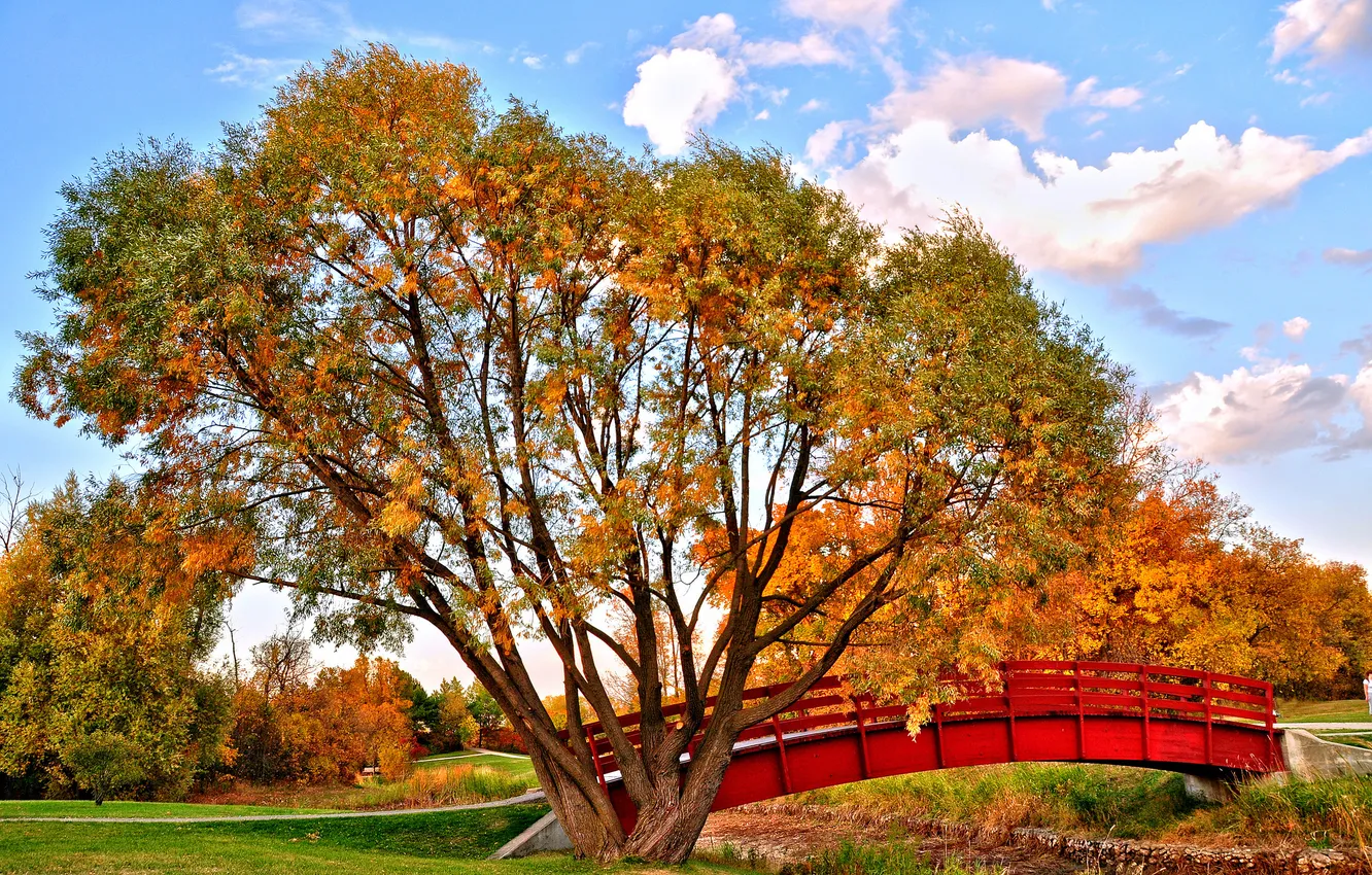 Фото обои осень, небо, деревья, мост, парк, ручей