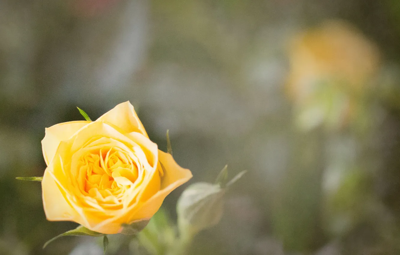 Фото обои цветок, желтый, роза, лепестки