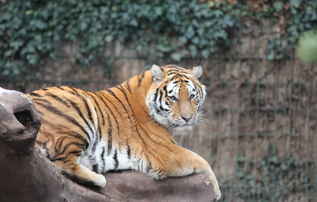 Фото обои взгляд, тигр, зверь, зоопарк
