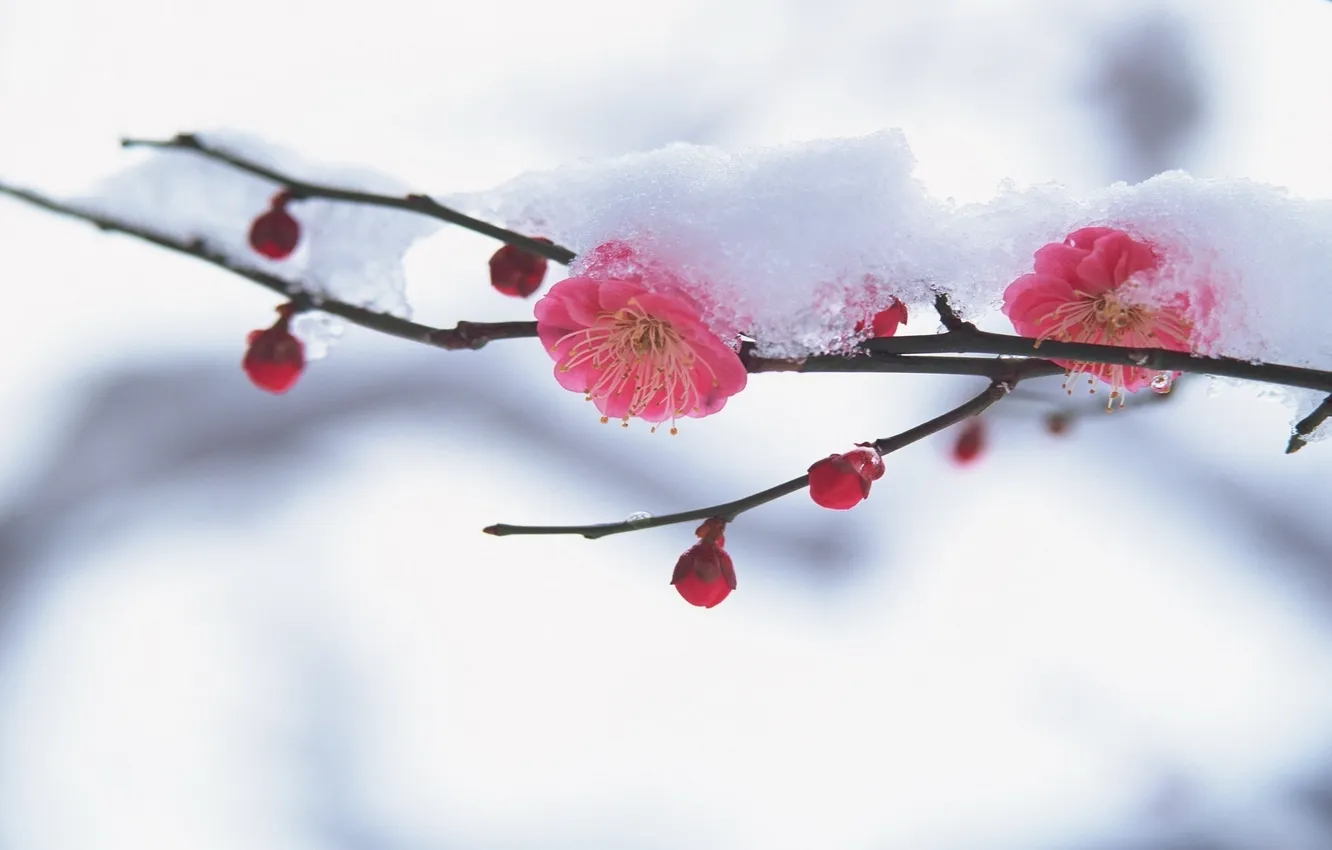 Фото обои снег, цветы, вишня, ветка, лепестки, сакура