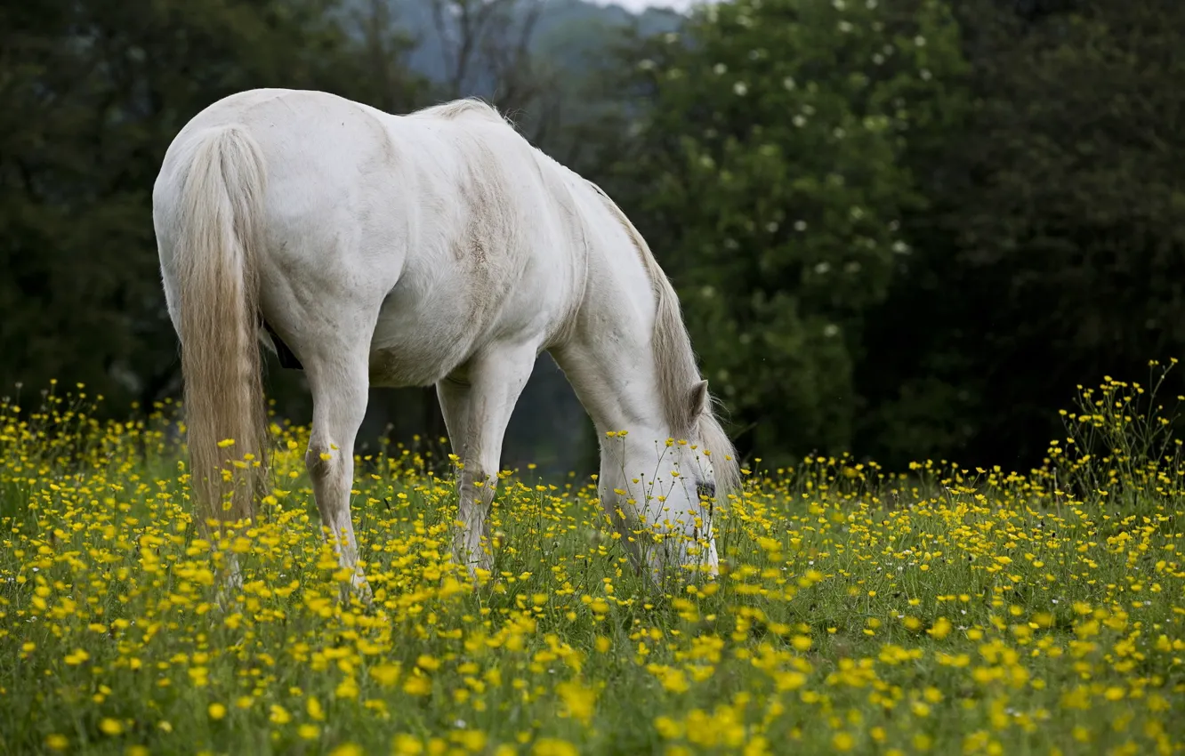 Фото обои поле, лето, природа, конь