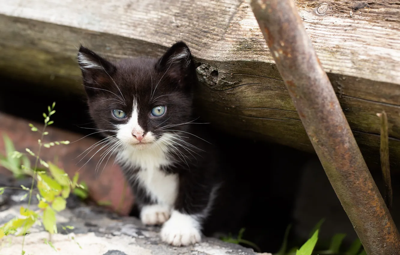 Фото обои кошка, взгляд, листья, деревья, труба, черно-белое, бревно, котёнок