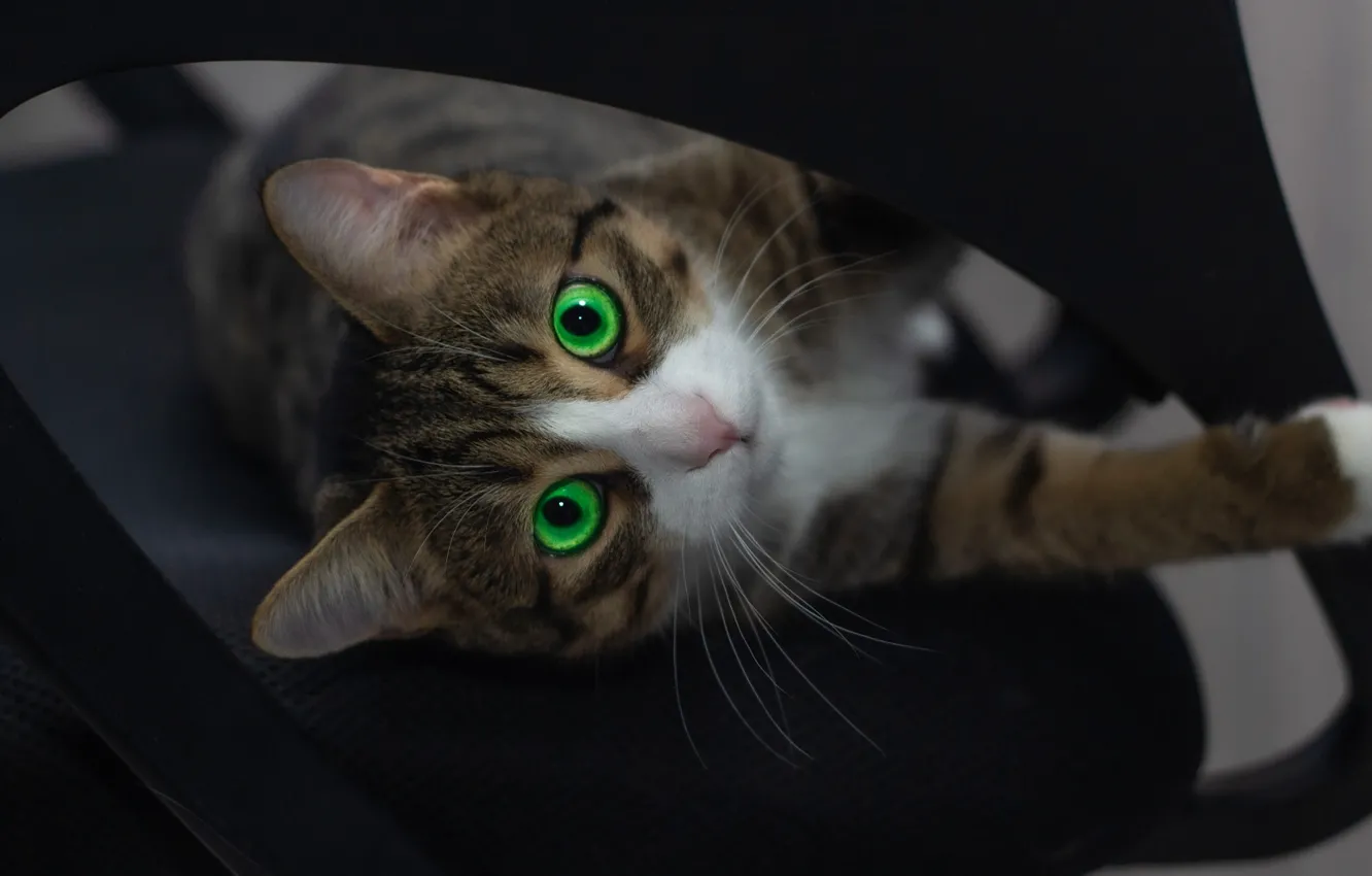 Фото обои кошка, кот, взгляд, поза, котенок, портрет, кресло, черный фон