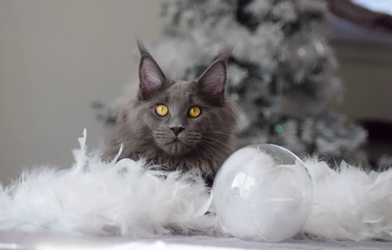 Фото обои зима, кошка, кот, взгляд, стекло, морда, поза, стол