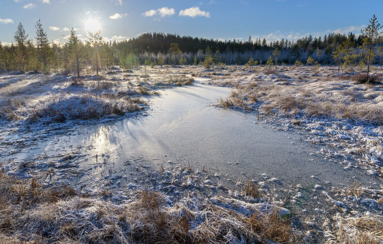 Фото обои forest, winter, lake, finland, frouzen
