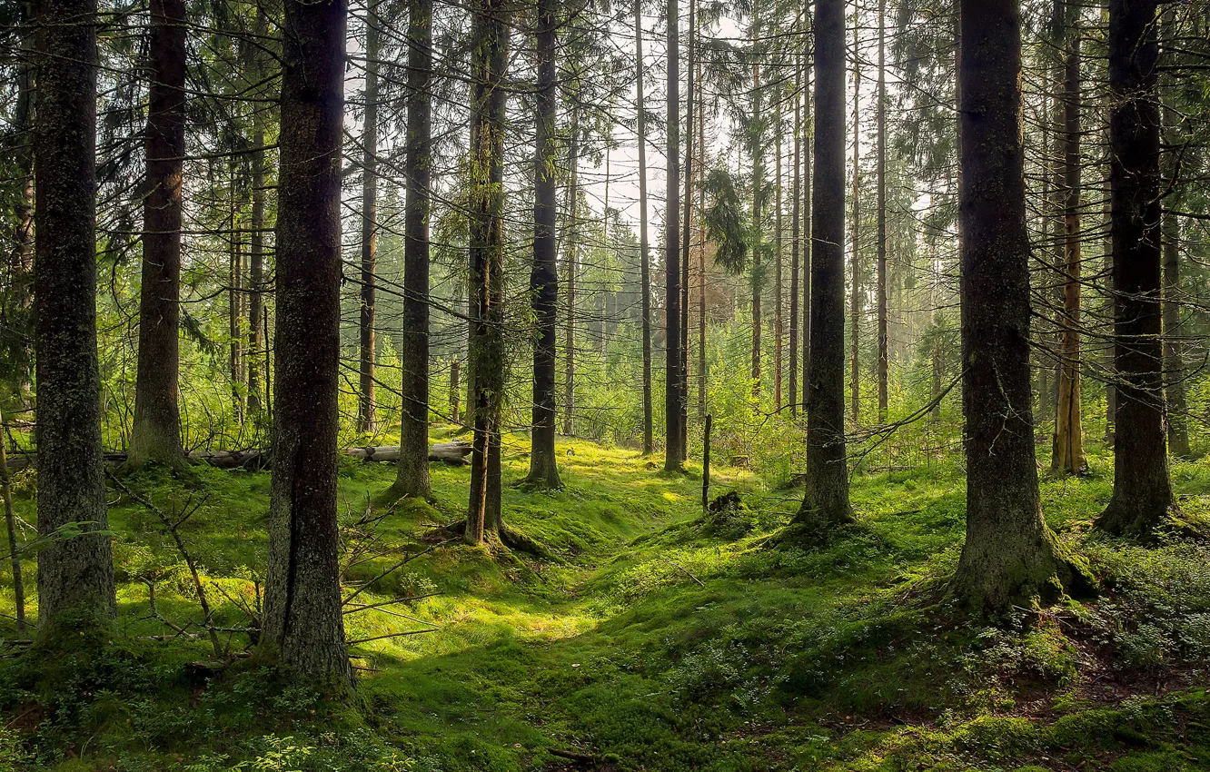 Фото обои лес, деревья, природа, мох