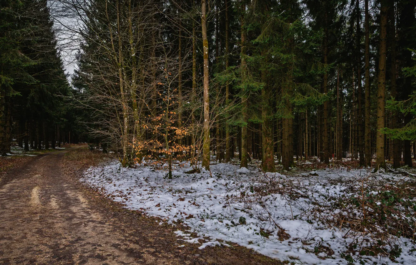 Фото обои дорога, лес, снег, деревья