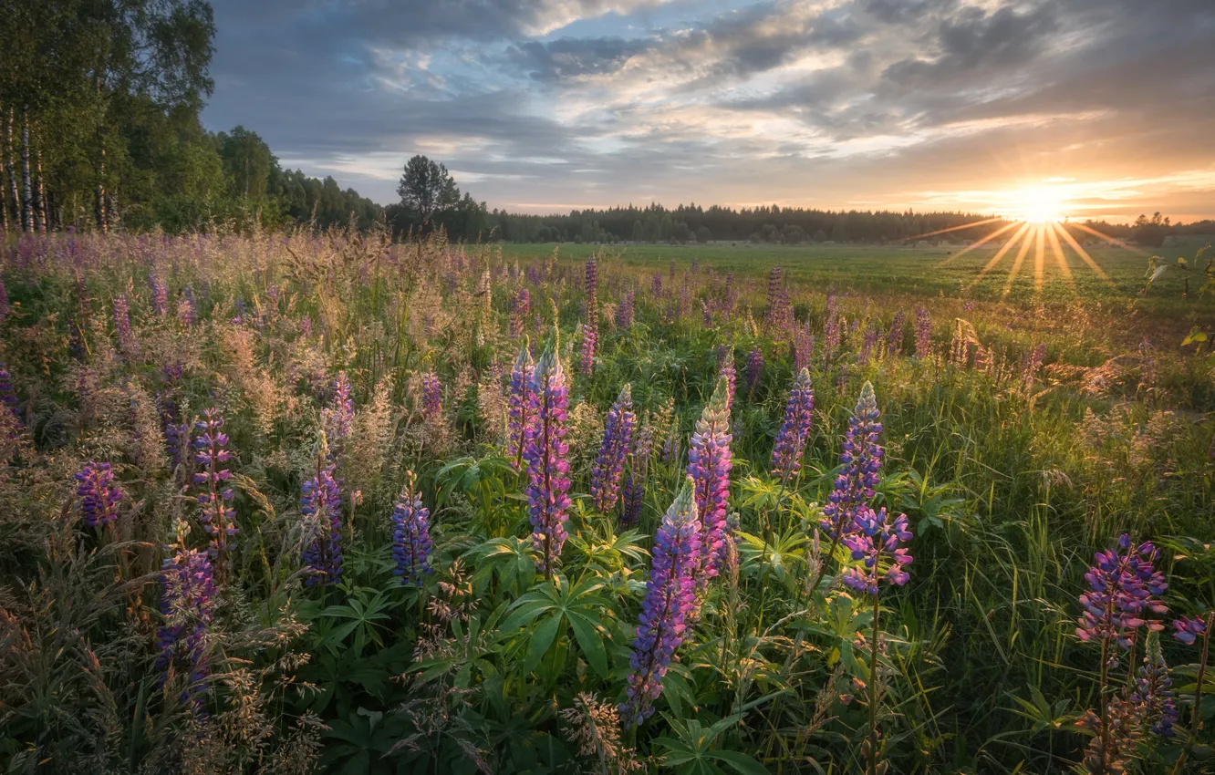 Фото обои солнце, рассвет, луг, люпины