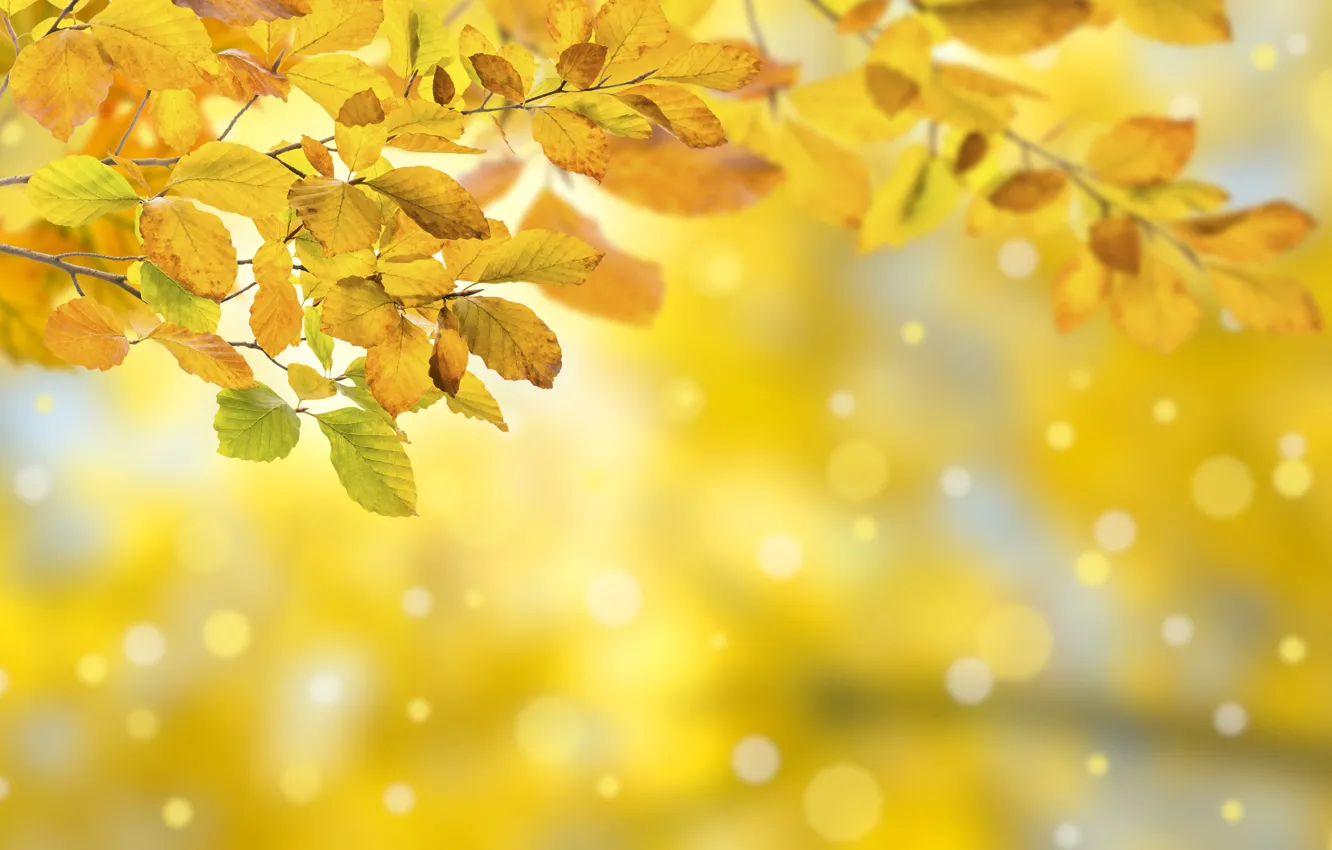 Фото обои осень, листья, colorful, background, autumn, leaves, осенние
