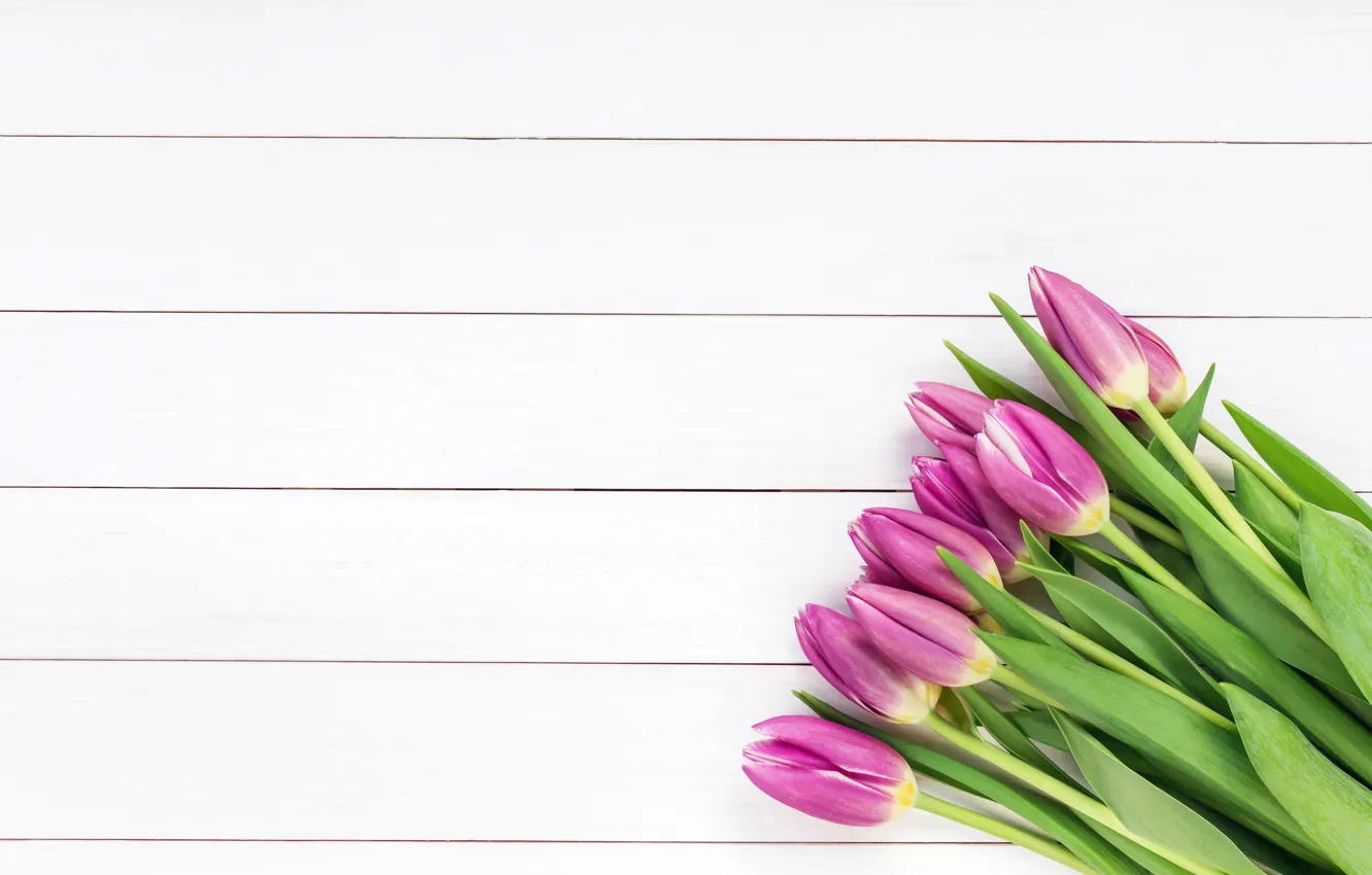 Фото обои цветы, букет, тюльпаны, tulips, purple