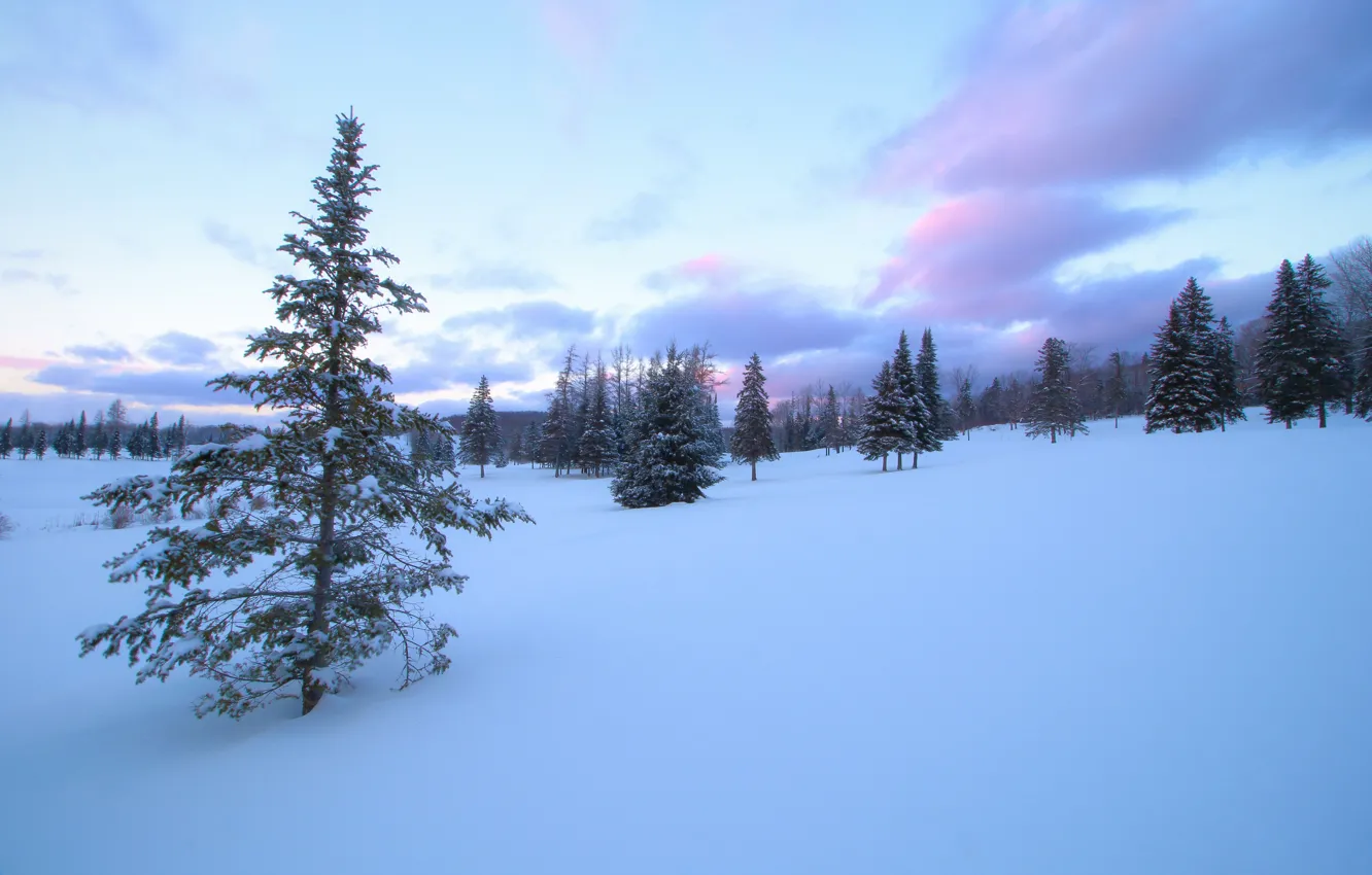 Фото обои зима, снег, деревья, ели, Канада, Canada, Quebec, Квебек