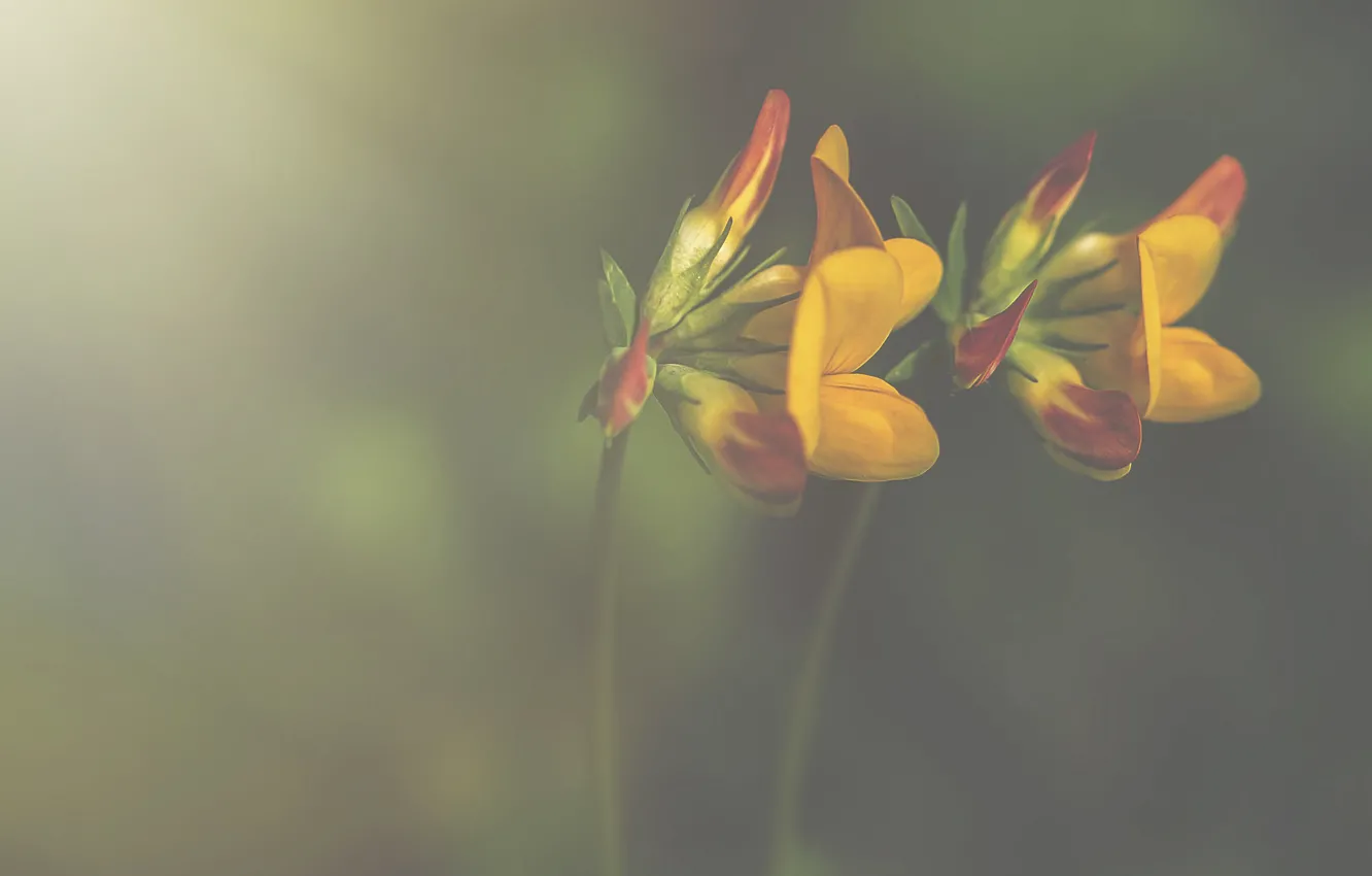 Фото обои flowers, bokeh, petals, stalks, yellow petals