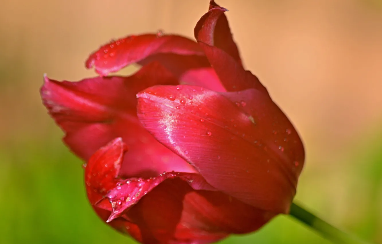 Фото обои Капли, Drops, Тюльпан красный, Red tulips