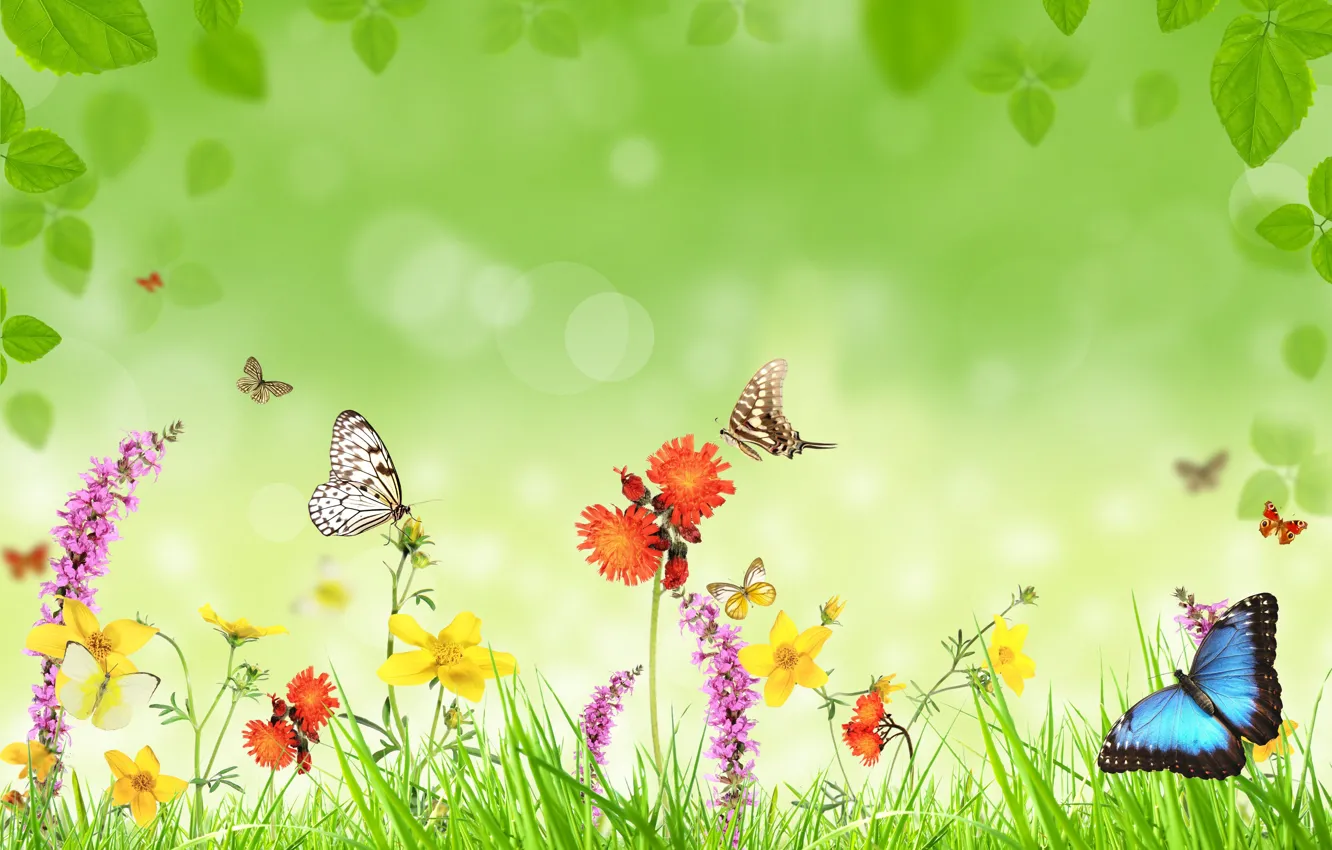 Фото обои бабочки, цветы, травка, листики