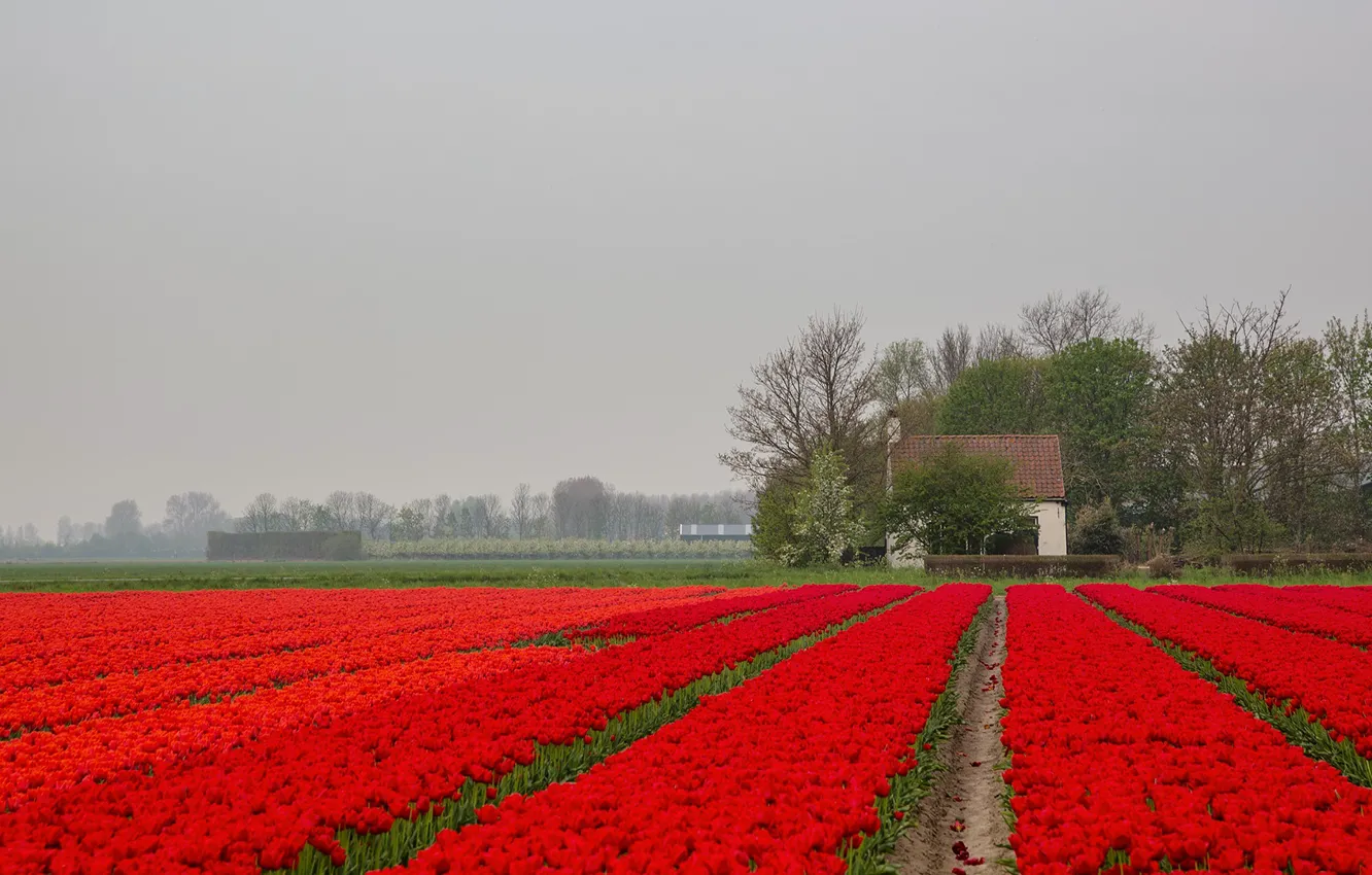 Фото обои цветы, туман, дом, тюльпаны, Нидерланды, плантация