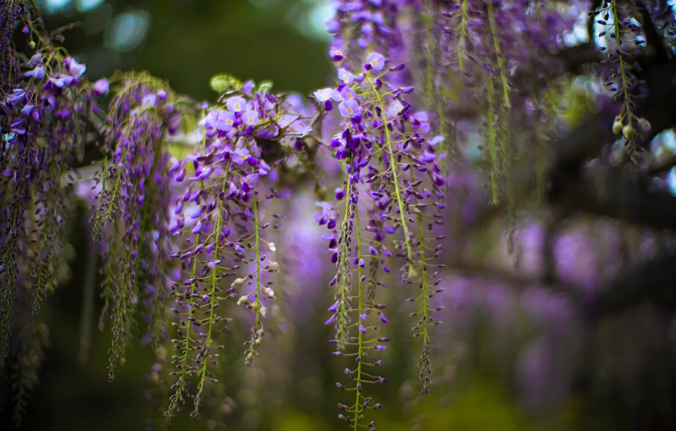 Фото обои цветы, размытие, весна, цветение, сиреневые, боке, глициния, вистерия