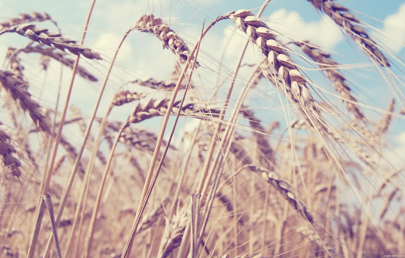 Фото обои поле, пейзаж, природа, румыния, пшеница. лето