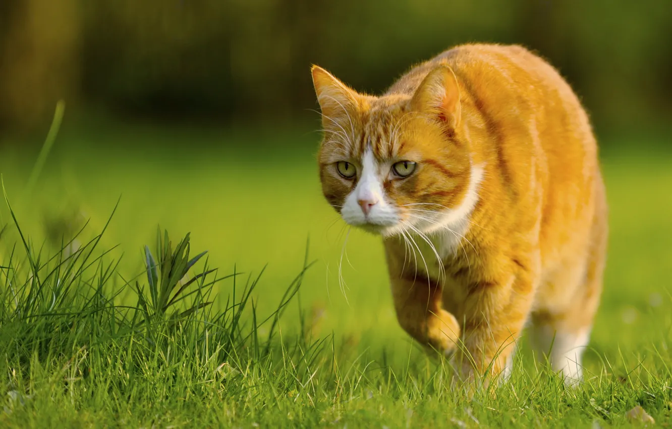 Фото обои трава, кот, рыжий, Muffi