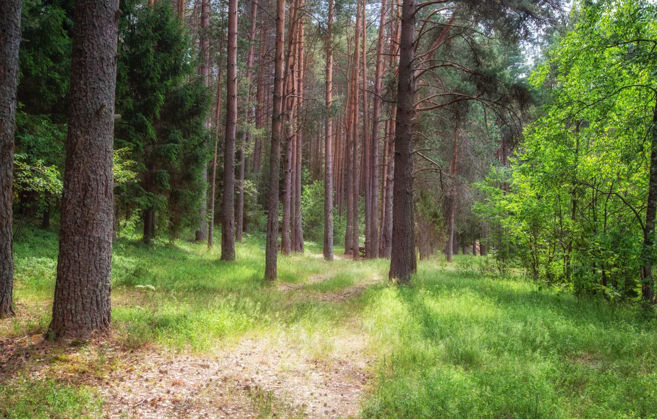 Фото обои зелень, лес, лето, трава, свет, деревья, ветви, стволы