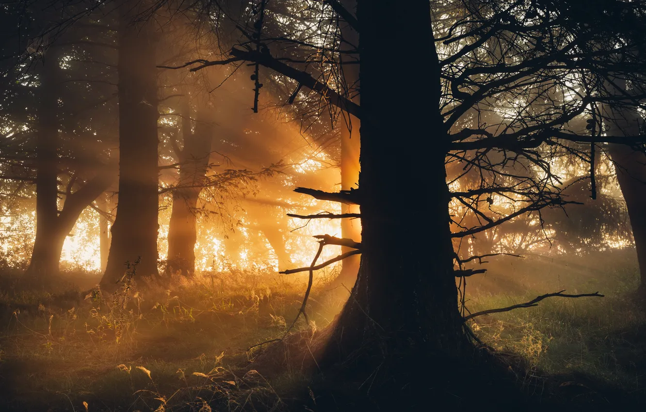 Фото обои осень, лес, свет