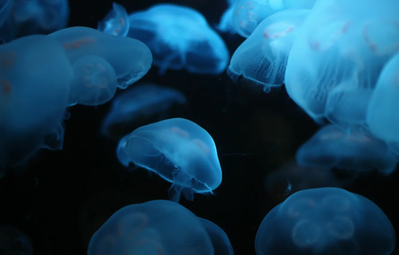 Фото обои море, глубина, много, люминесцент, медуз