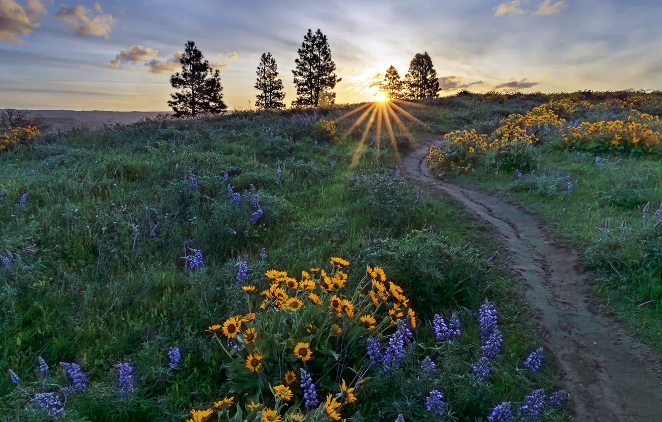 Фото обои дорога, лето, закат