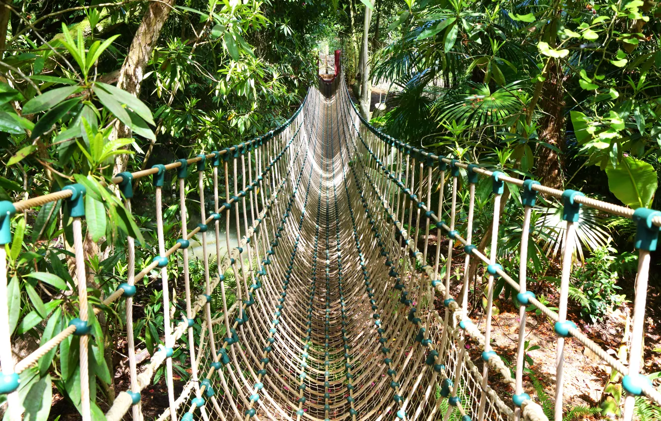 Фото обои Растения, Дорожка, Канат, Rope walkway