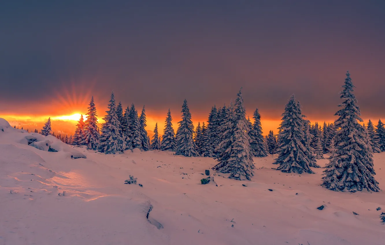 Фото обои зима, солнце, лучи, снег, деревья, пейзаж, закат, природа
