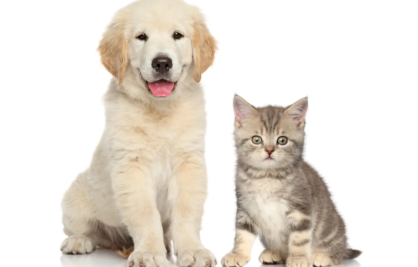 Фото обои друг, малыш, щенок, котёнок, puppy, ретривер, kittens