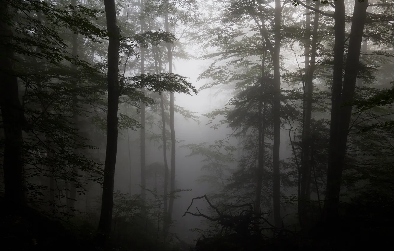 Фото обои лес, деревья, туман, силуэты, коряги